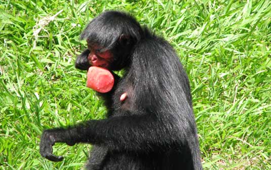 Macaco-Aranha-Preto Comendo