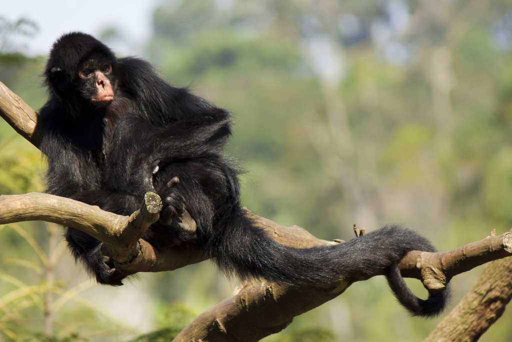 Macaco-aranha - ecologia, características, fotos - InfoEscola