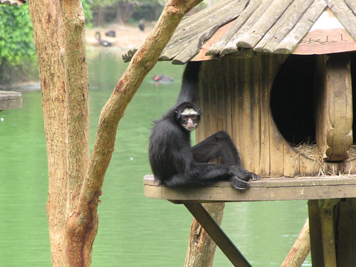 Macaco-Aranha-de-Cara-Preta Na Casa da Árvore 
