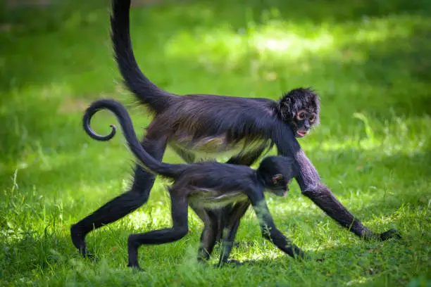 Macaco-Aranha-de-Geoffroy Se Locomovendo Junto Com o Filhote