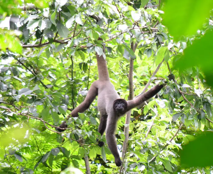 Macaco Barrigudo na Árvore 