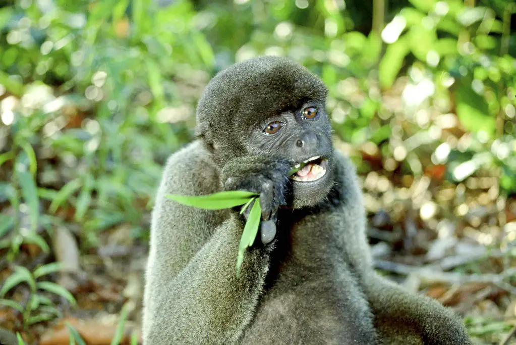 Macaco Barrigudo se Alimentando de Folhas 