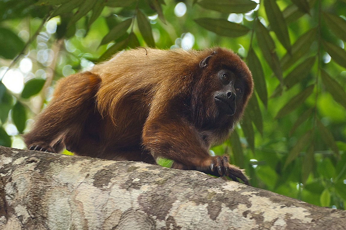 Macaco Bugios