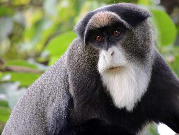 Macaco Cercopithecus: Características, Nome Científico e Fotos