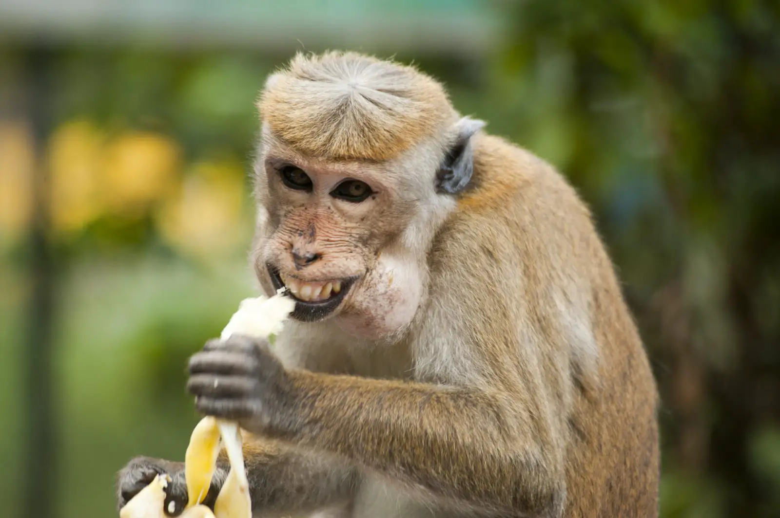 Macaco Cercopithecus Comendo Banana