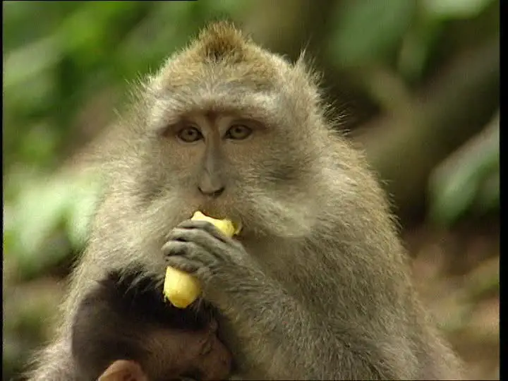 Macaco Cinomolgo Comendo Banana
