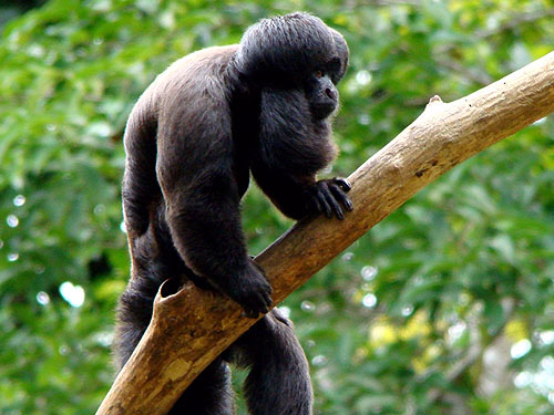 Macaco Cuxiú Macho