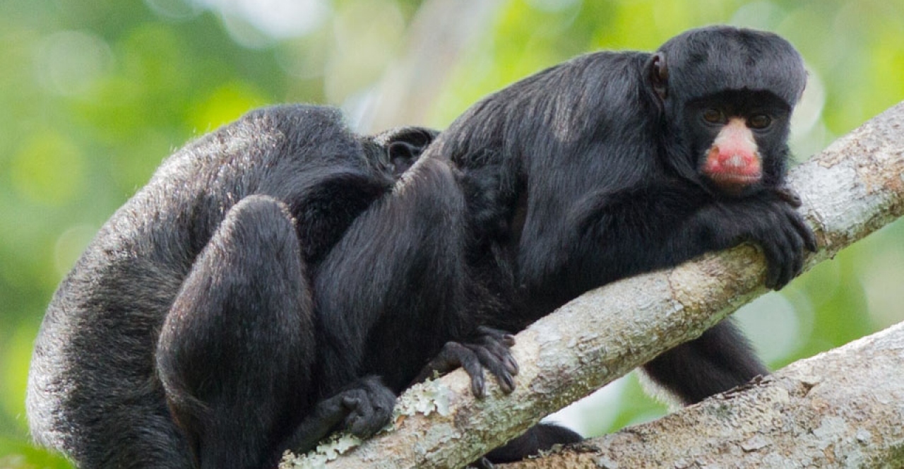 Macaco Cuxiú-de-Nariz-Branco: Características, Habitat e Fotos