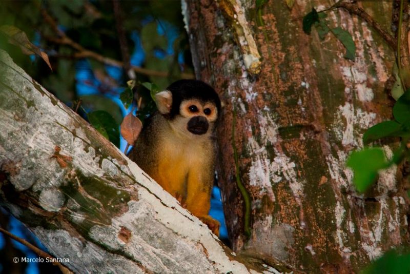 Macaco-De-Cheiro-Comum Escondido na Árvore