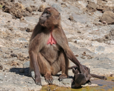 Macaco-De-Coração-Em-Sangue Com o Filhote 