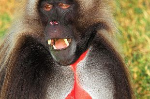 Macaco-De-Coração-Em-Sangue Fotografado de Frente