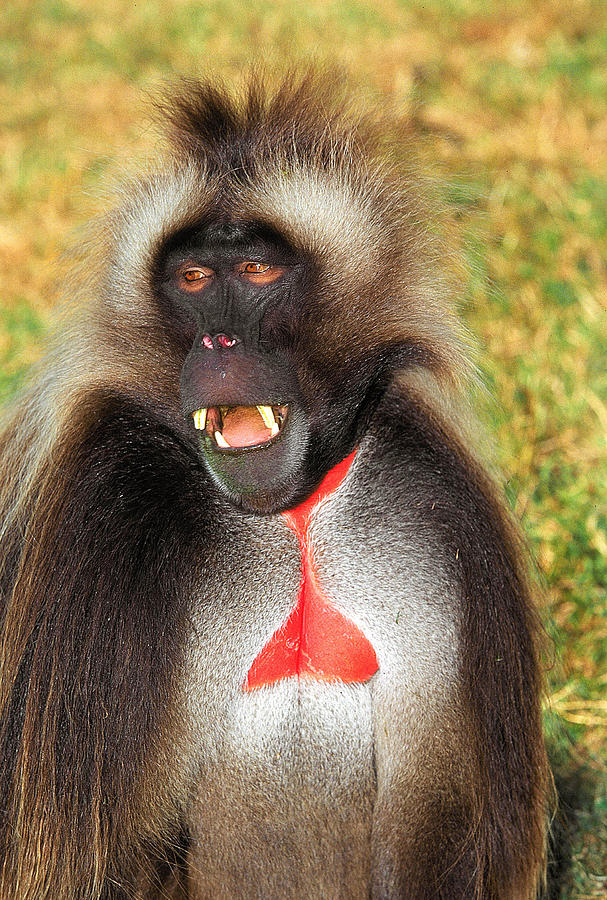 Macaco-De-Coração-Em-Sangue Fotografado de Frente 