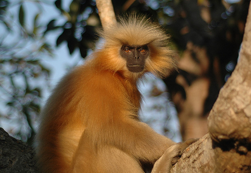 Macaco-Folha-de-François na Árvore
