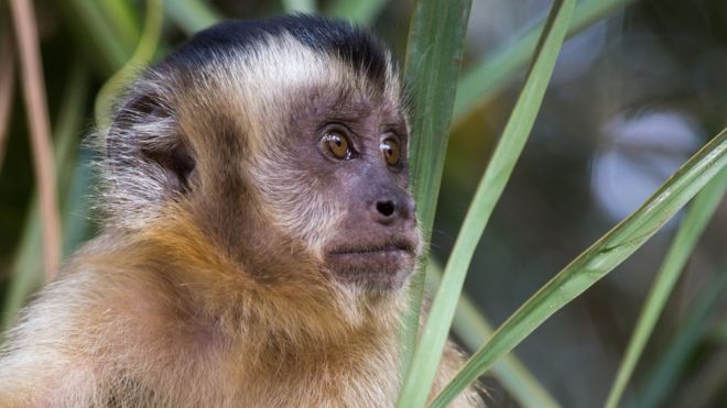 Macaco Fotografado de Lado