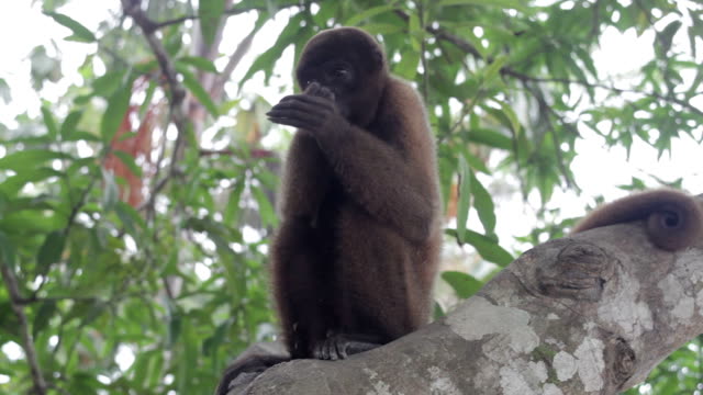 Macaco Lanudo