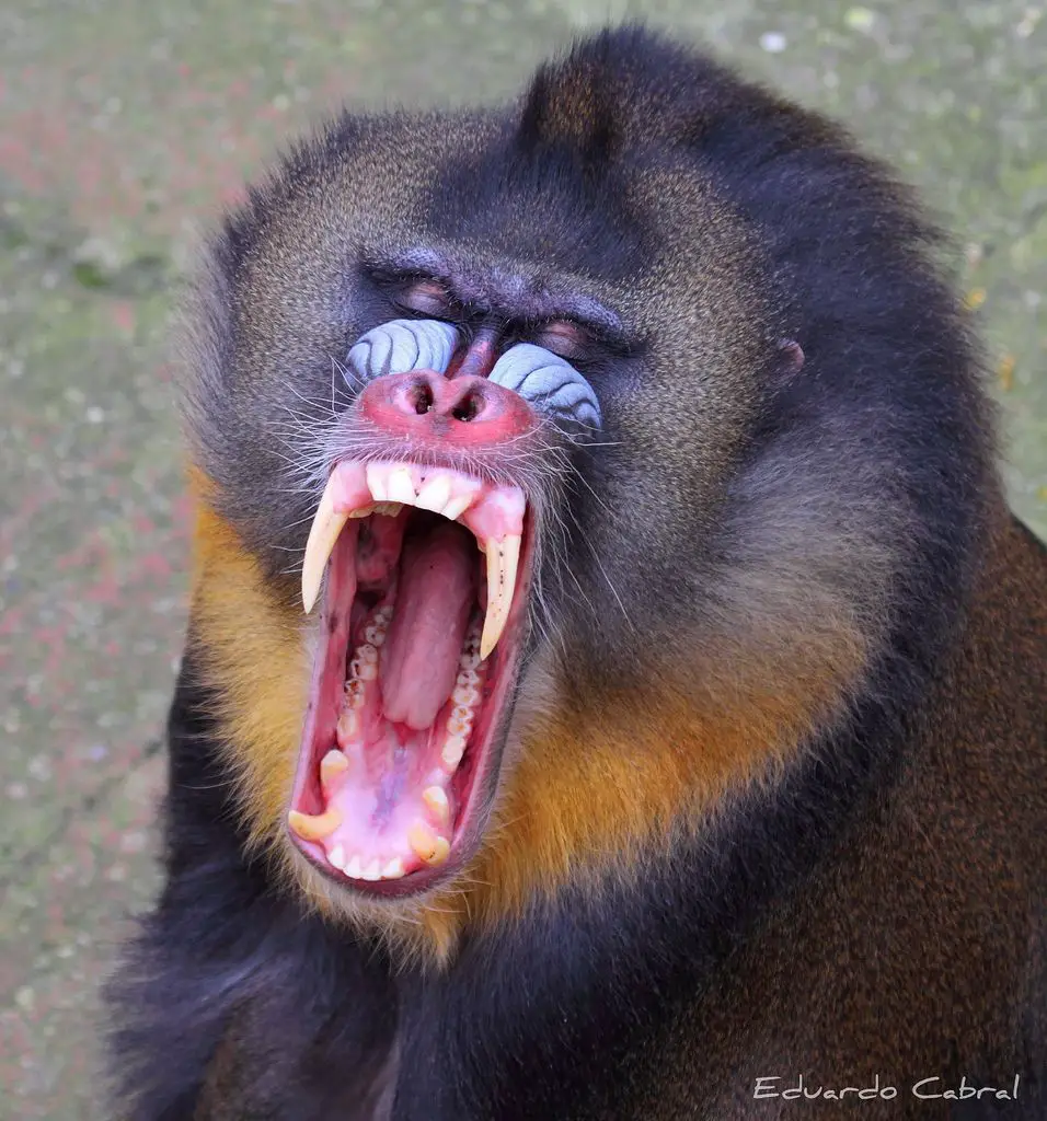 Macaco Mandril Com a Boca Aberta 