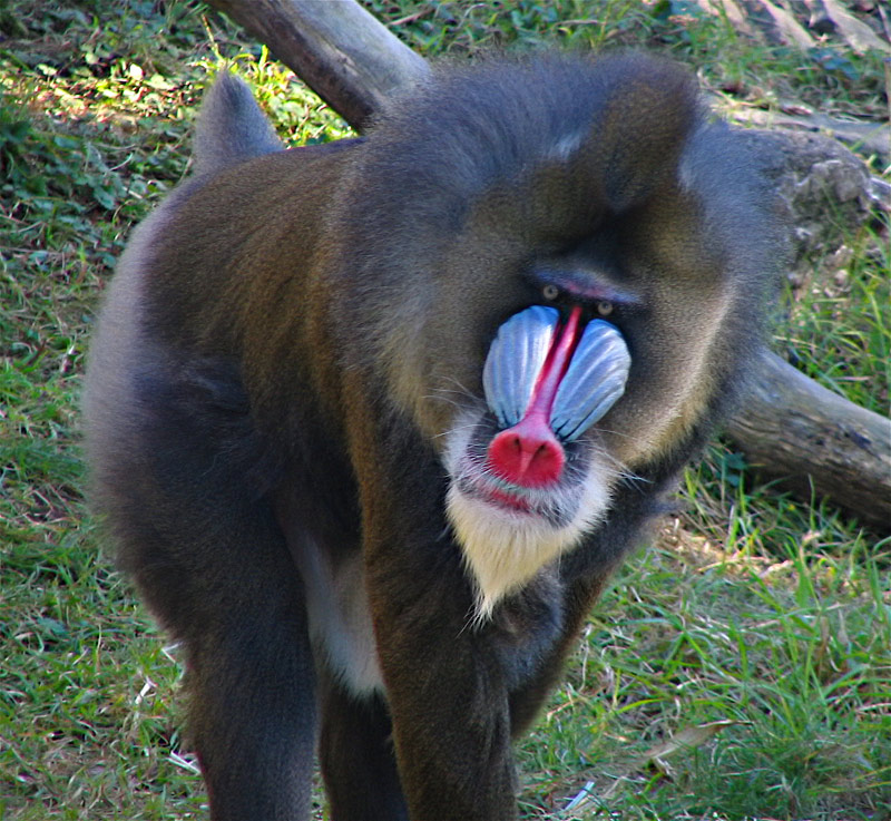 Macaco Mandril 