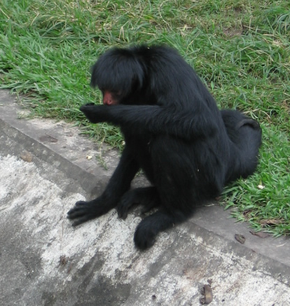 Macaco Parauaçú-Preto: Características, Nome Científico e Fotos