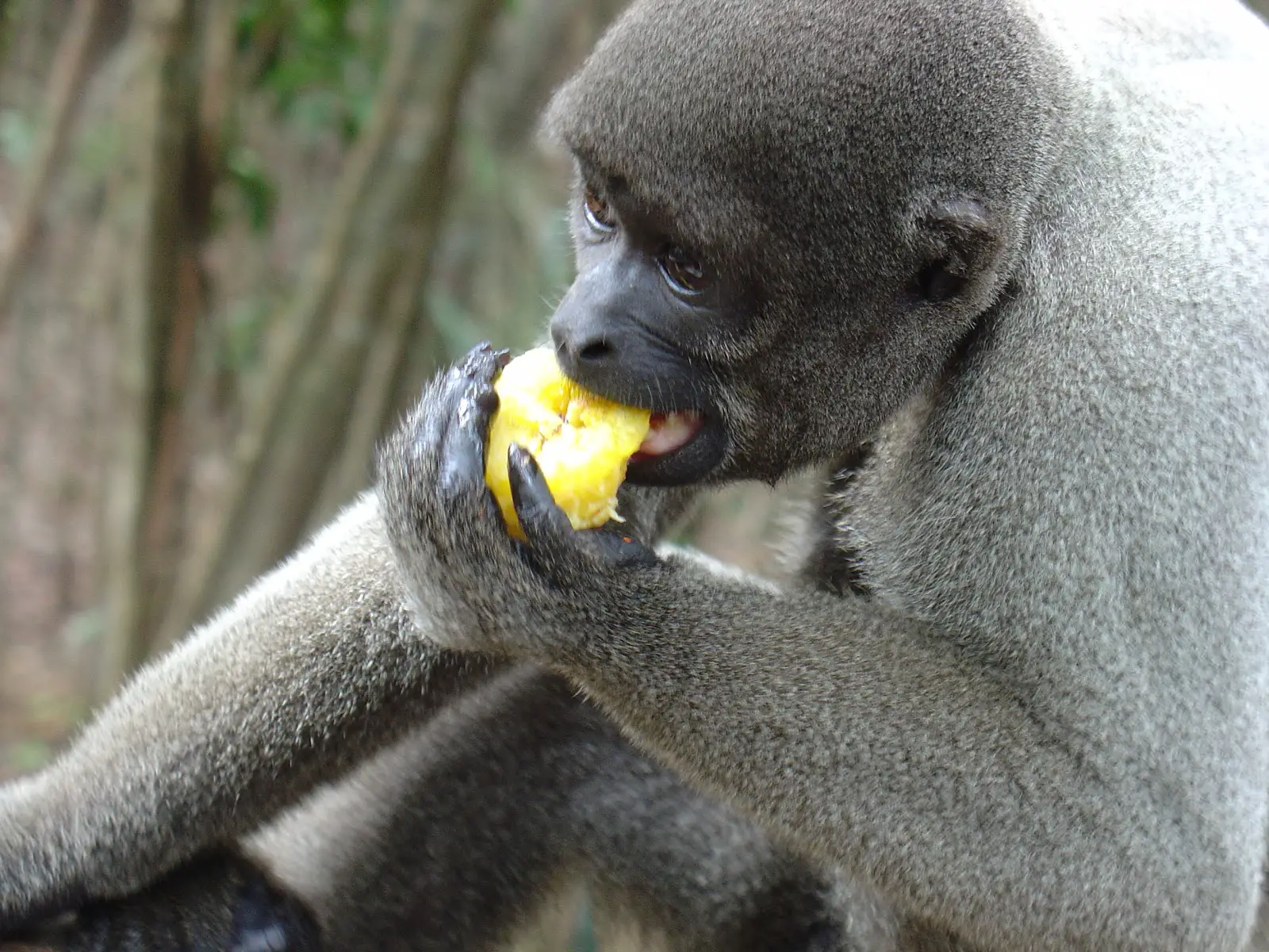 Macaco Parauaçú-Preto Comendo Fruta
