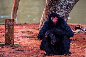 Macaco Parauaçú-Preto Fêmea