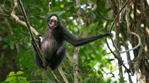 Macaco Parauaçú-Preto Macho