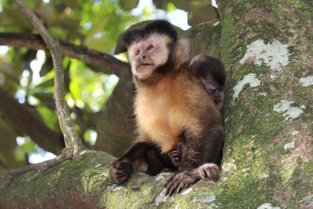 Macaco-prego-das-Guianas (Sapajus apella), Tufted capuchin