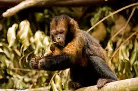 Macaco-Prego-Das Guianas se Alimentando