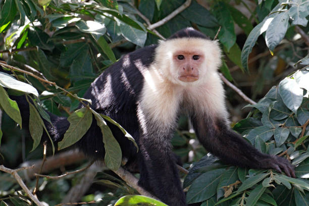 Macaco-Prego-de-Cabeça-Branca Panamense: Características