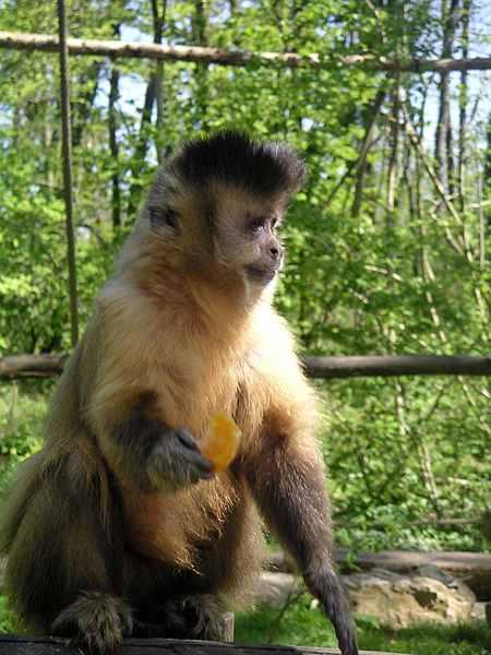 Macaco-Prego no Pantanal 