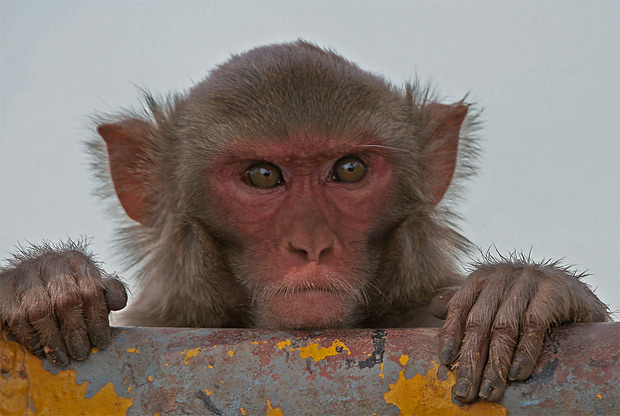 Macaco-Rhesus ou Macaca Mulatta: Características e Fotos