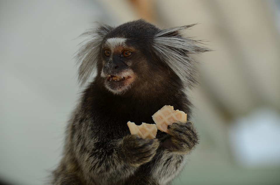 Macaco Sagui: Conhecendo a vida desse pequeno primata exótico - KitabPet