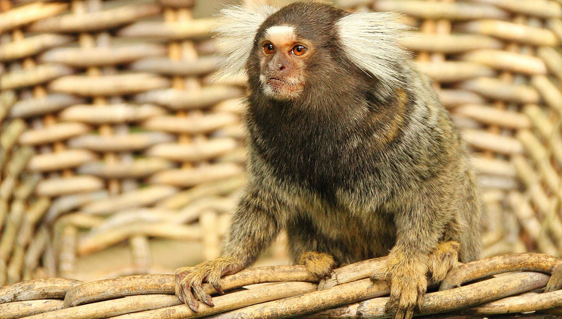 Macaco Sagui Dentro de uma Cesta 