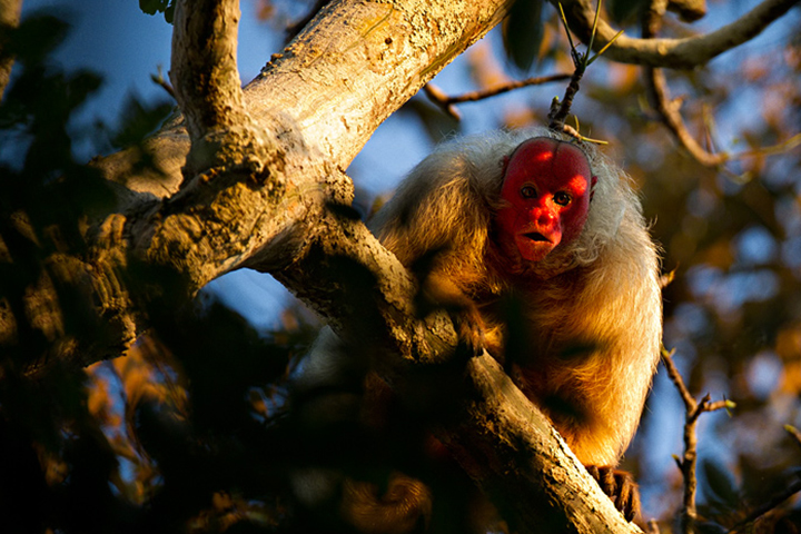 Macaco Uacari-Branco ou Uacari-Vermelho: Características