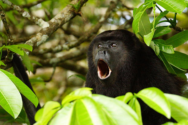 Macaco-Uivador ou Barbado: Características, Habitat e Fotos