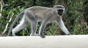 Macaco-Vervet: Características, Nome Científico, Habitat e Fotos