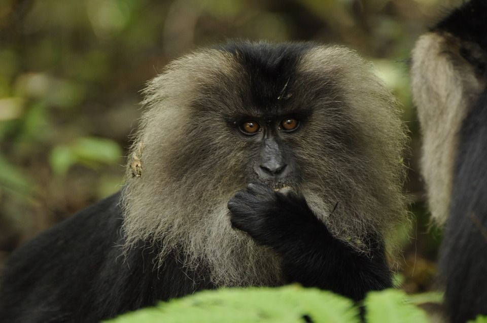 Macaco-de-Cauda-de-Porco-do-Sul: Características e Fotos