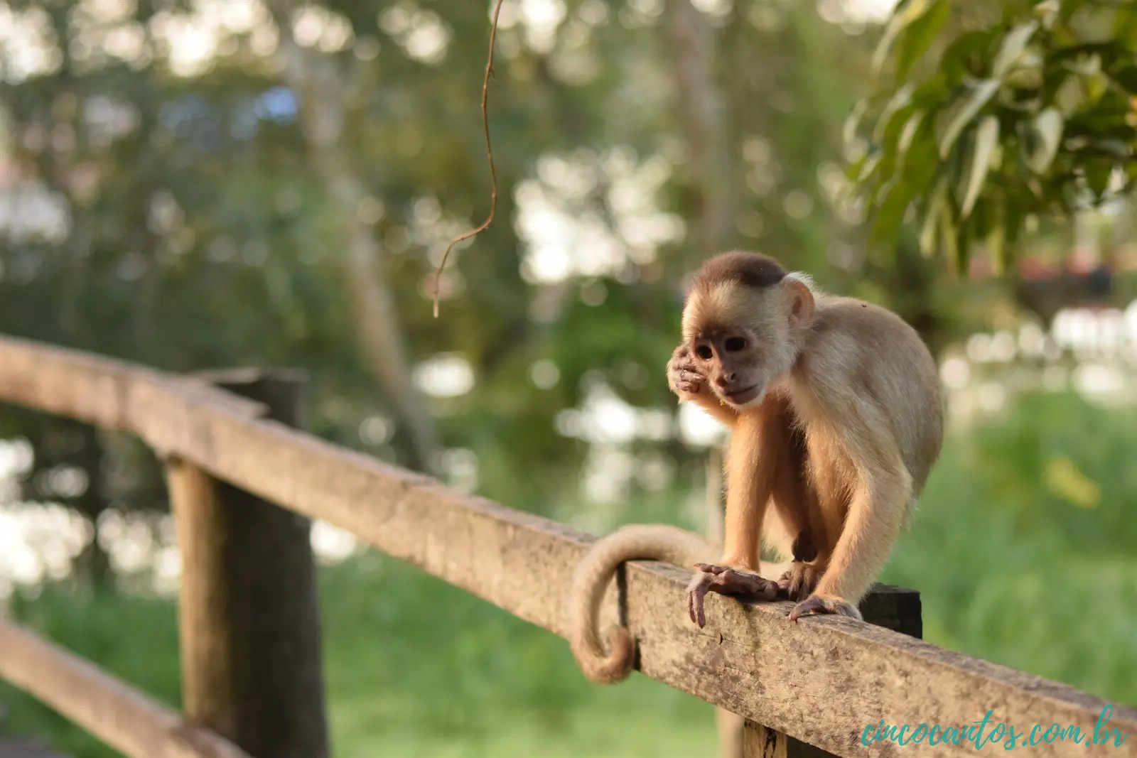 Macaco de Cheiro Em Cima da Cerca de Madeira 