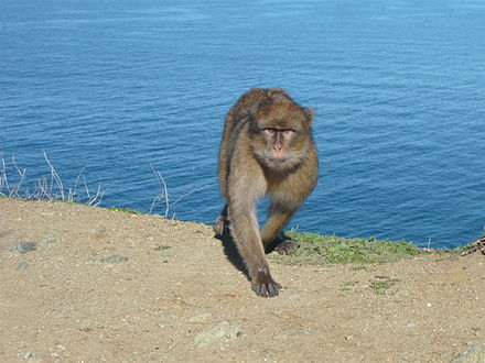 Macaco-de-Gibraltar Fêmea