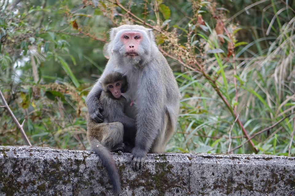 Macaco de Taiwan com Filhote