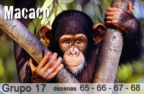 Macaco no Jogo do Bicho