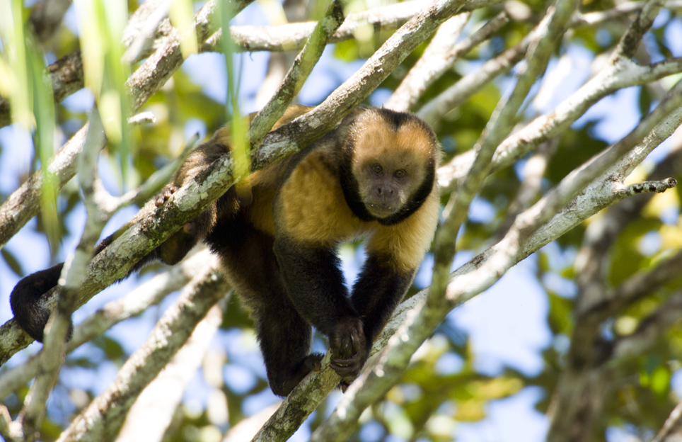 Macaco-Prego-Do-Peito-Amarelo 