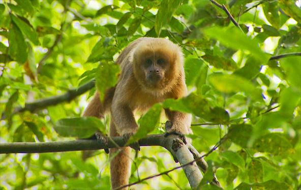 Macaco-Prego Ou Macaco-Galego