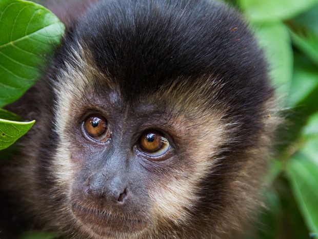 Qual é o Significado de Macaco? O que Eles Representam?