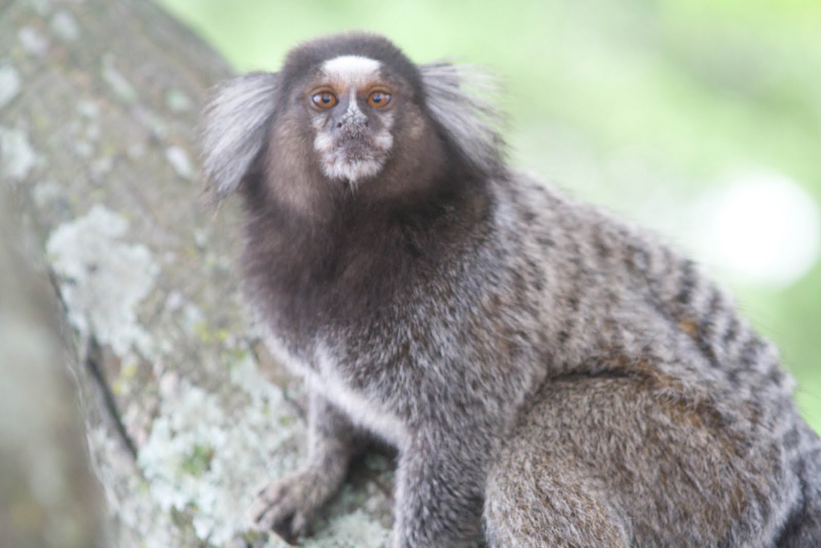 Macacos Noturnos Andinos e Colombianos