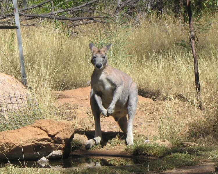 Macropus Antilopinus