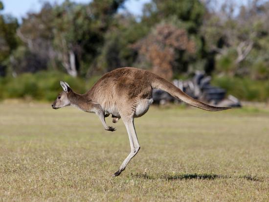 Macropus Fuliginosus