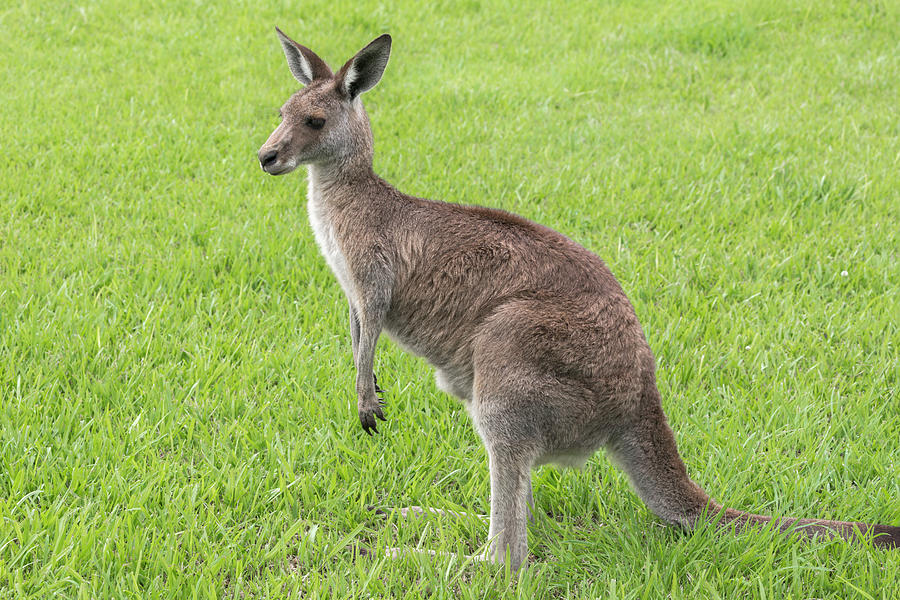 Macropus Giganteous