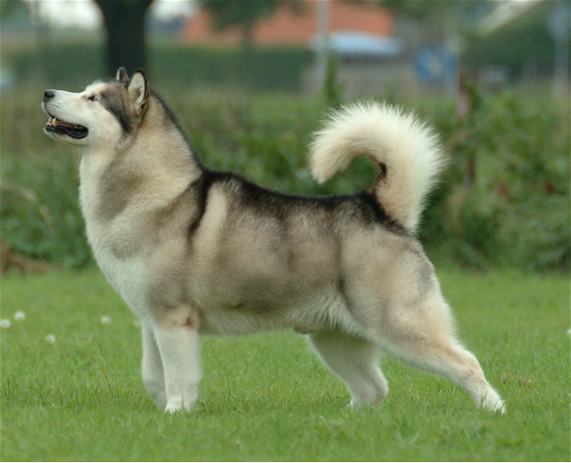 Malamute