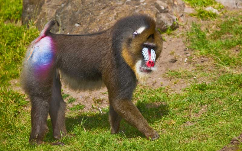 Mandrill 