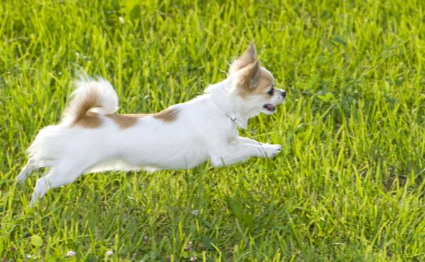 Mantendo o Cão Chihuahua Sempre Saudável